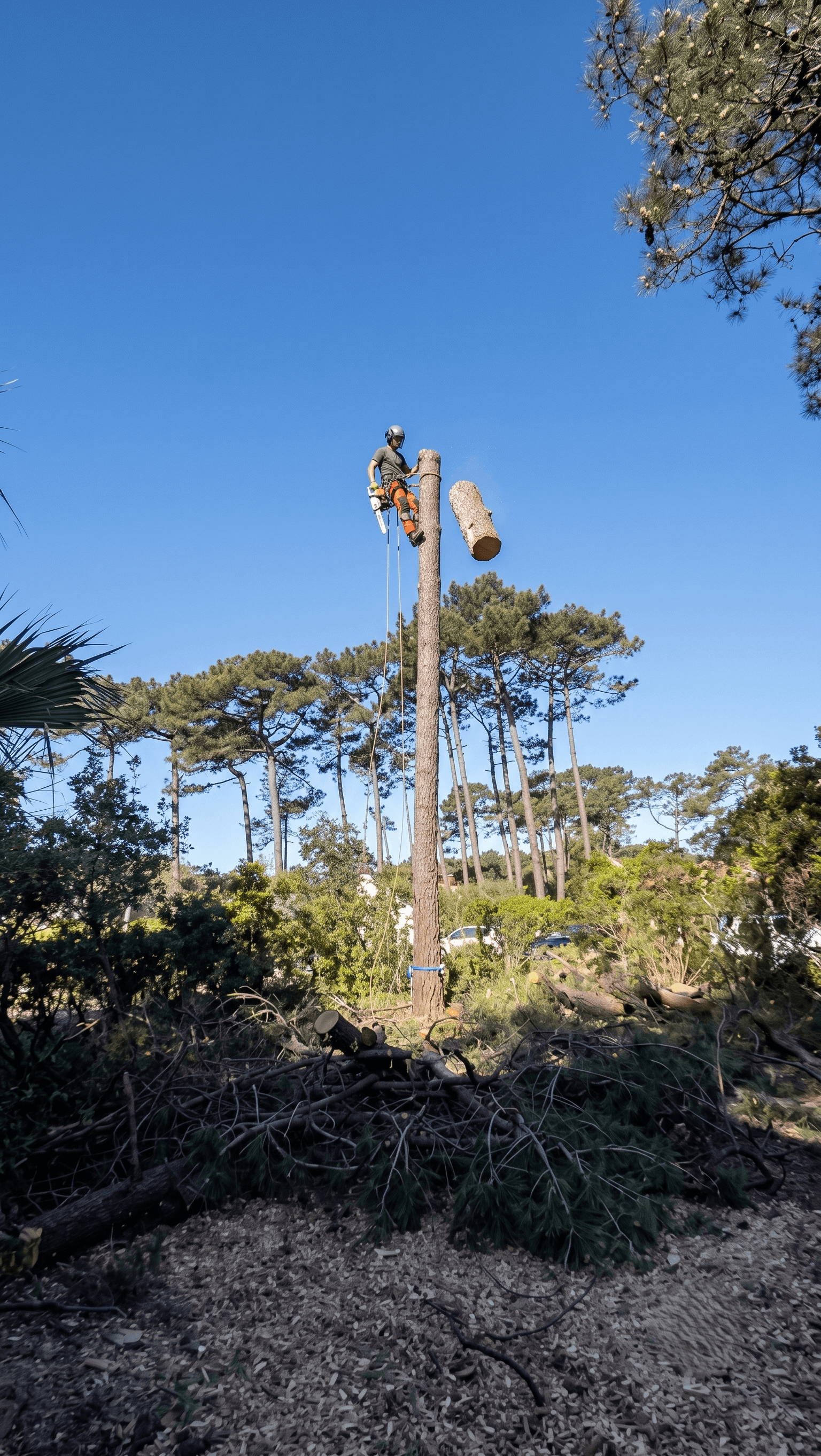 Abattage d'arbre